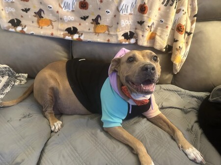 Entry image for Golda. Clicking this image will show a larger photo