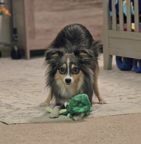 Entry image for Jasper James . Clicking this image will show a larger photo