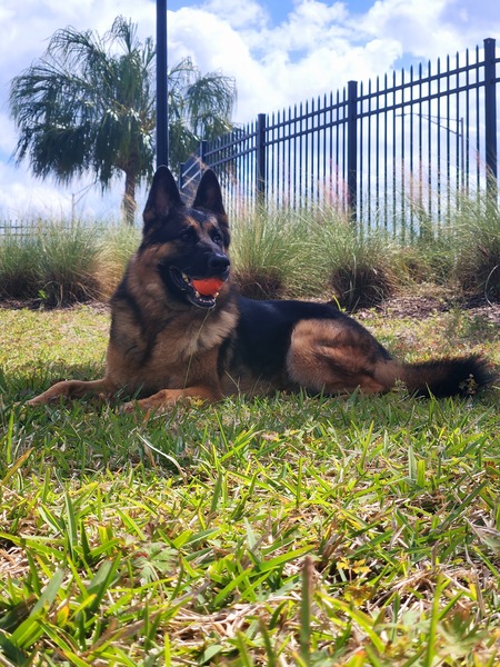 Entry image for Boomer. Clicking this image will show a larger photo