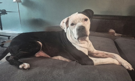 Entry image for Molly . Clicking this image will show a larger photo