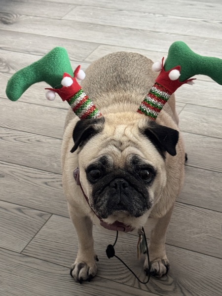 Entry image for Minnie. Clicking this image will show a larger photo