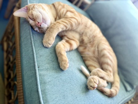Entry image for Simba. Clicking this image will show a larger photo