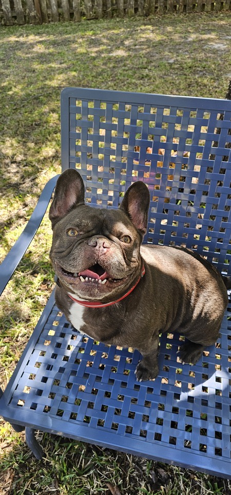 Entry image for Mr. Pickles. Clicking this image will show a larger photo