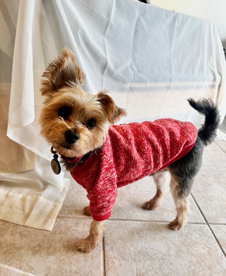 Entry image for Otis. Clicking this image will show a larger photo