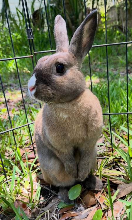 Entry image for Mai-roo. Clicking this image will show a larger photo