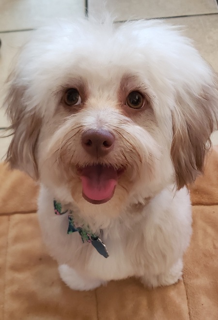 Entry image for Charley. Clicking this image will show a larger photo