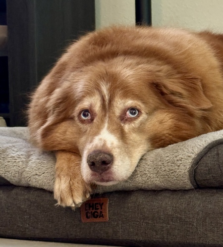 Entry image for Abby. Clicking this image will show a larger photo