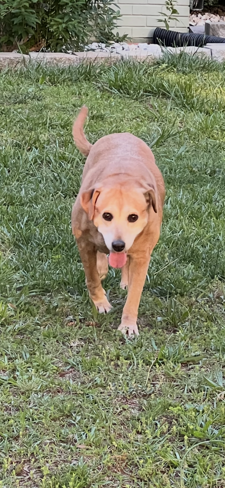 Entry image for Lucy . Clicking this image will show a larger photo