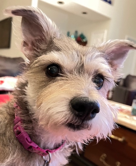 Entry image for Lola. Clicking this image will show a larger photo