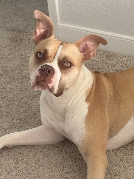 Entry image for Izzy. Clicking this image will show a larger photo