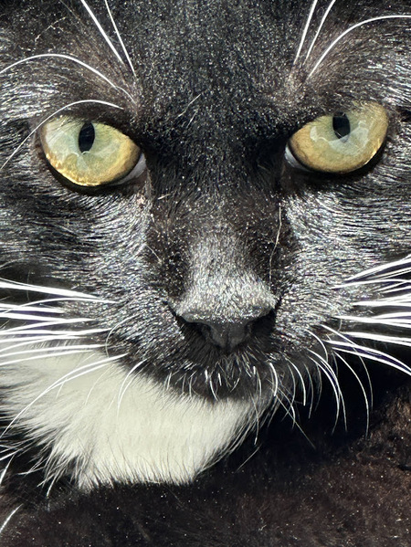 Entry image for Bear. Clicking this image will show a larger photo