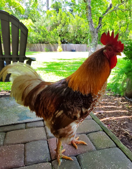Entry image for Romeo. Clicking this image will show a larger photo
