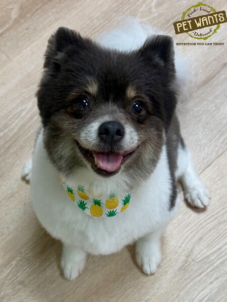 Entry image for Cooper. Clicking this image will show a larger photo