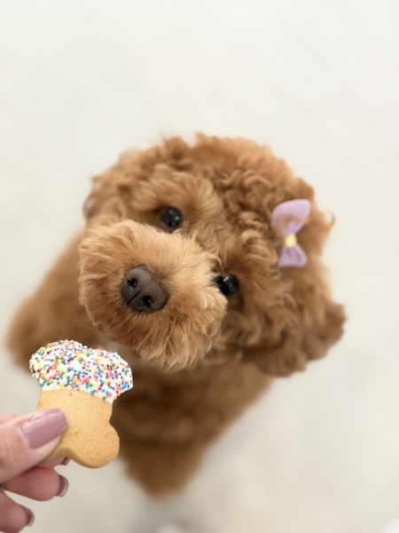 Entry image for Peanut. Clicking this image will show a larger photo