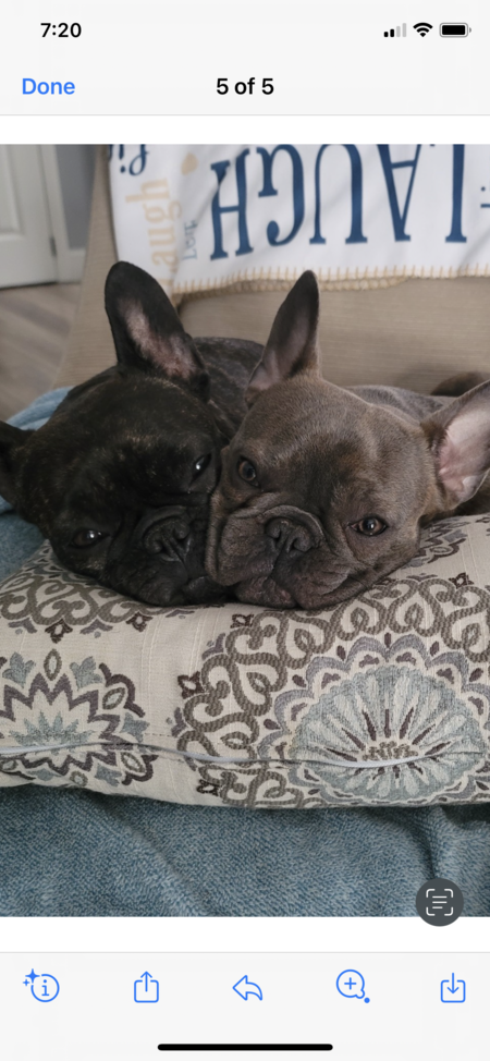 Entry image for Shula & Cinza. Clicking this image will show a larger photo