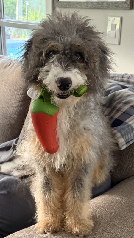 Entry image for Hank . Clicking this image will show a larger photo