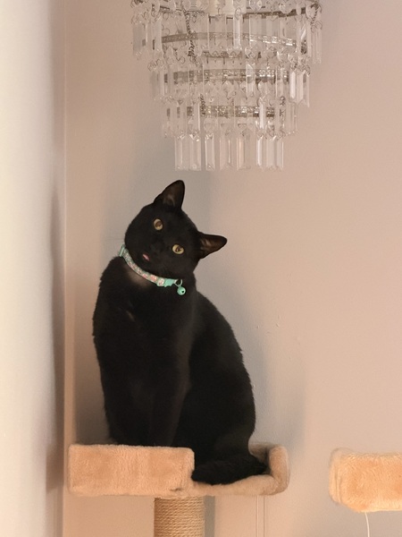 Entry image for Winston . Clicking this image will show a larger photo