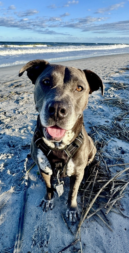 Entry image for Zoey. Clicking this image will show a larger photo