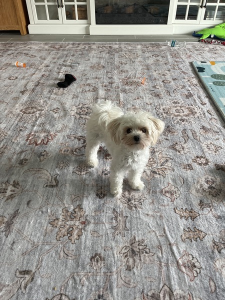Entry image for Daisy. Clicking this image will show a larger photo