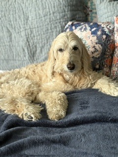 Entry image for Bella. Clicking this image will show a larger photo