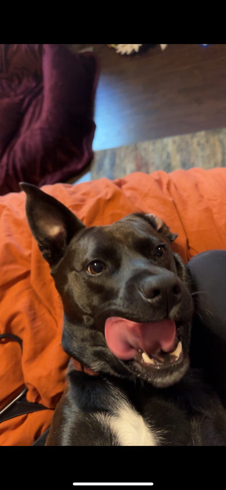 Entry image for Azula. Clicking this image will show a larger photo