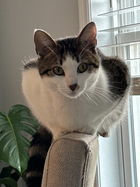 Entry image for Cleo. Clicking this image will show a larger photo