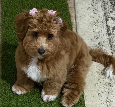Entry image for Dolly Bean. Clicking this image will show a larger photo