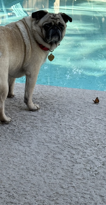 Entry image for Milo . Clicking this image will show a larger photo