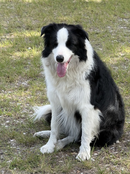 Entry image for Griff. Clicking this image will show a larger photo
