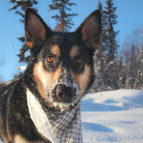 Entry image for Koda