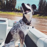 Entry image for Bella