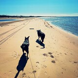 Entry image for Beano & Drake