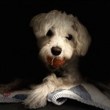 Entry image for Poppy