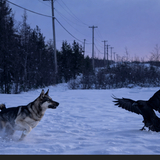 Entry image for Bandit