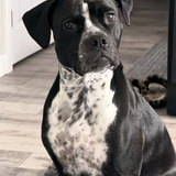 Entry image for Tessa