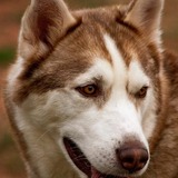 Entry image for Percy