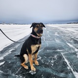 Entry image for Rowe