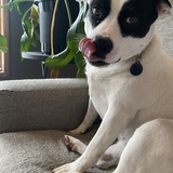 Entry image for Piper 