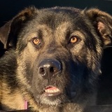 Entry image for Gunnar