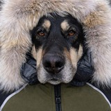 Entry image for Mouche 