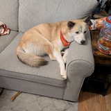 Entry image for Coyote