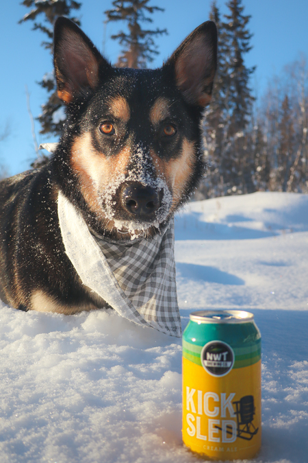 Entry image for Koda. Clicking this image will show a larger photo