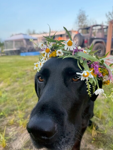 Entry image for Drake. Clicking this image will show a larger photo