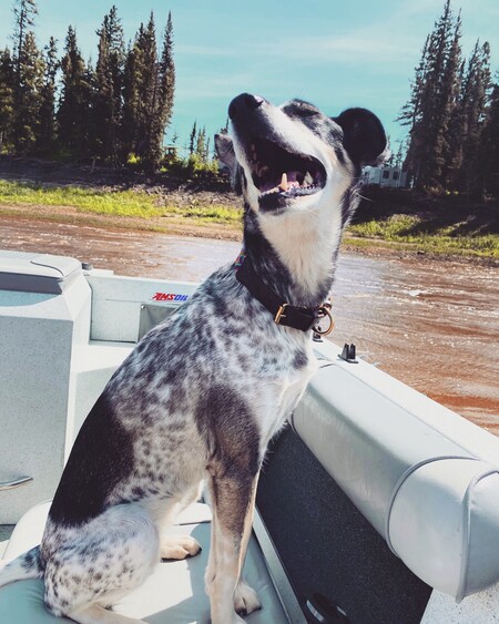 Entry image for Bella. Clicking this image will show a larger photo