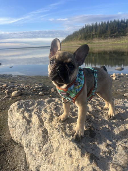 Entry image for Mac . Clicking this image will show a larger photo