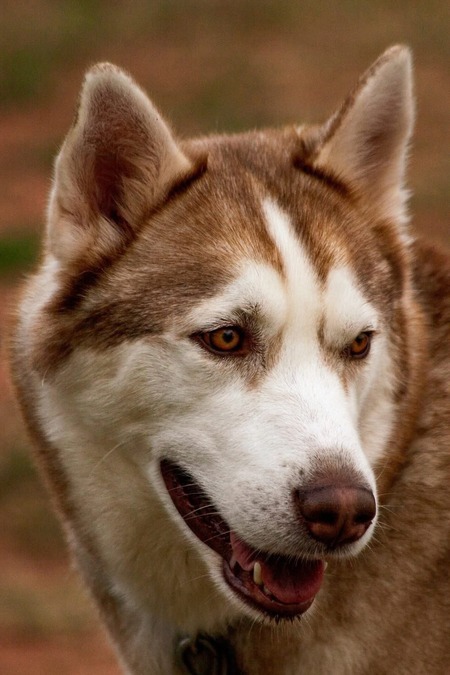 Entry image for Percy. Clicking this image will show a larger photo