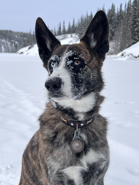 Entry image for Enzo. Clicking this image will show a larger photo