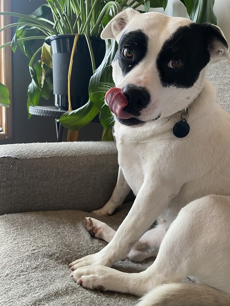 Entry image for Piper . Clicking this image will show a larger photo