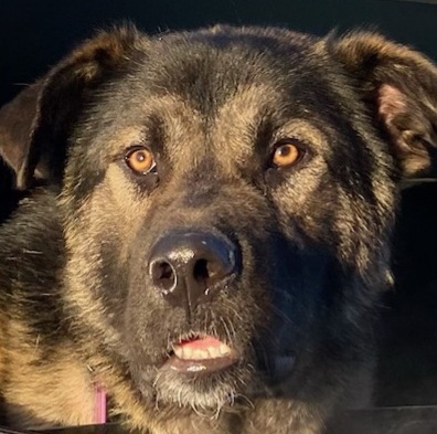 Entry image for Gunnar. Clicking this image will show a larger photo