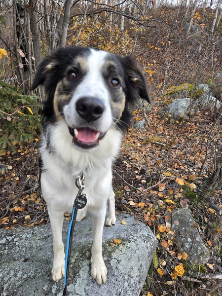 Entry image for Dakota. Clicking this image will show a larger photo